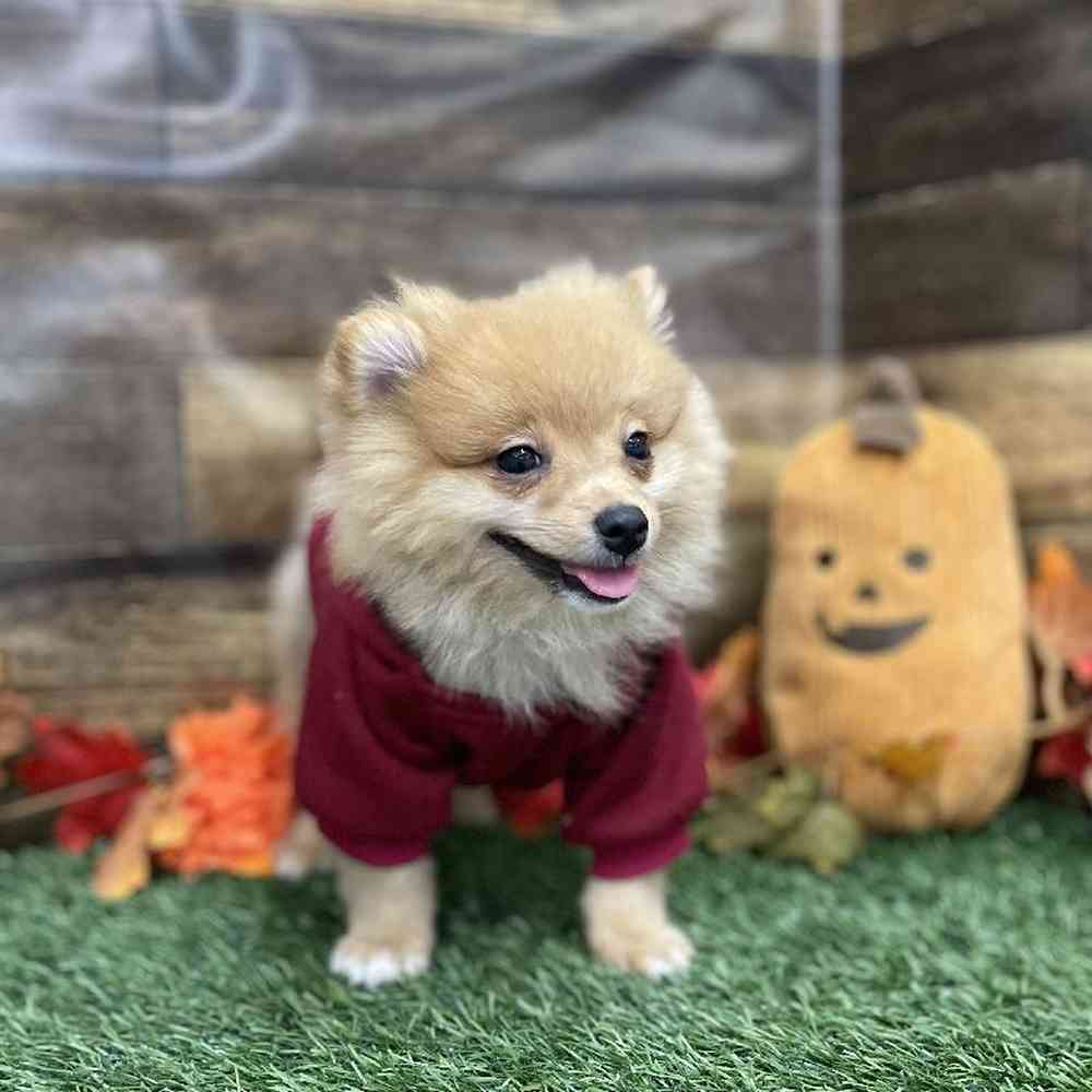 Male Pomeranian Puppy for Sale in Braintree, MA