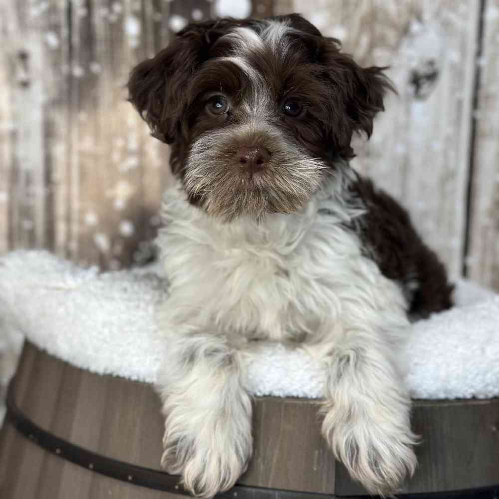 Male Havapoo Puppy for Sale in Saugus, MA