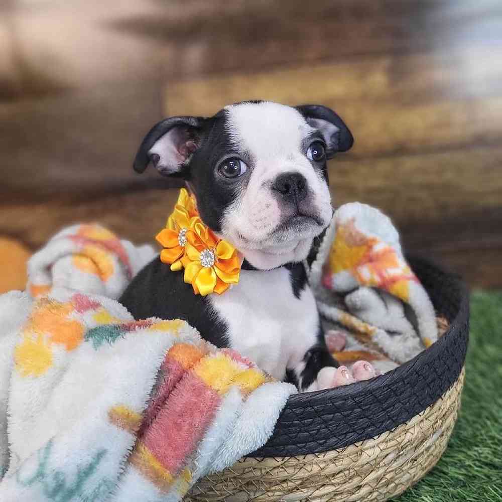Female Boston Terrier Puppy for Sale in Saugus, MA