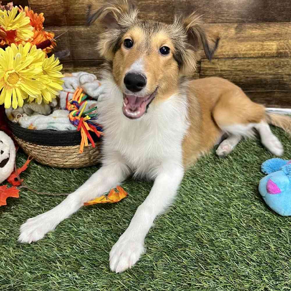 Male Shetland Sheepdog Puppy for Sale in Saugus, MA