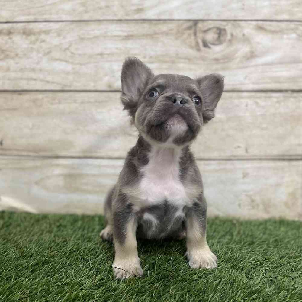 Male French Bulldog Puppy for Sale in Braintree, MA