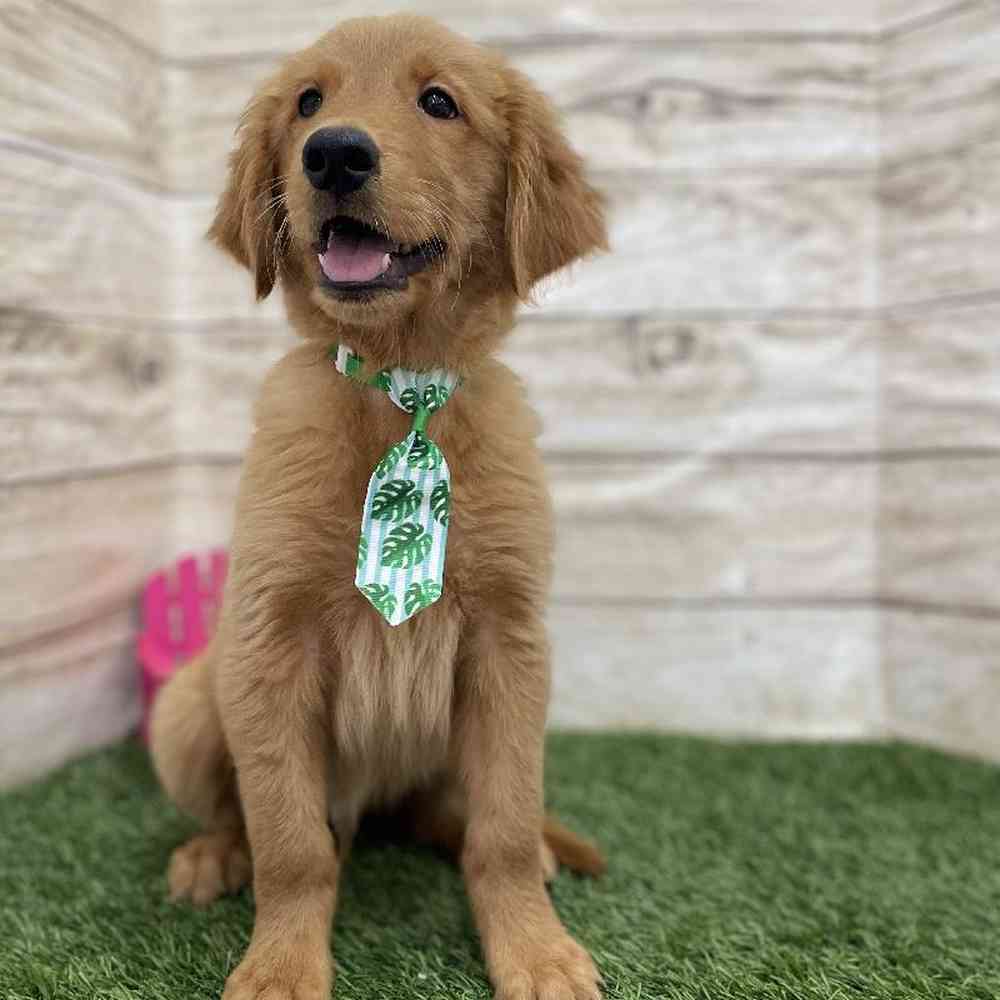 Male Golden Retriever Puppy for Sale in Braintree, MA