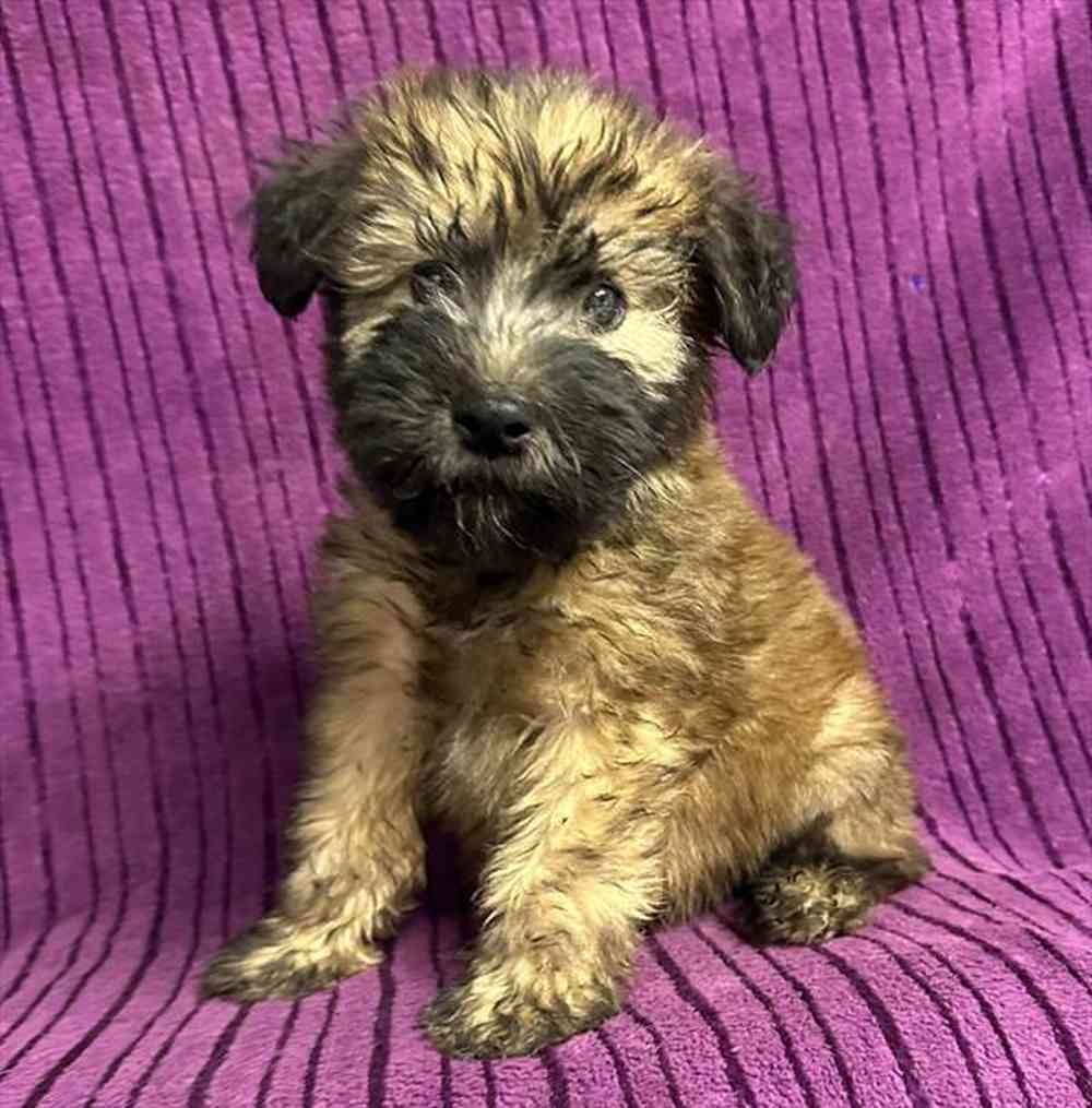 2058631e5680492-a452-4074-9021-a5cdf0a696d6Wheaten_female_817__5_7_23_.jpg