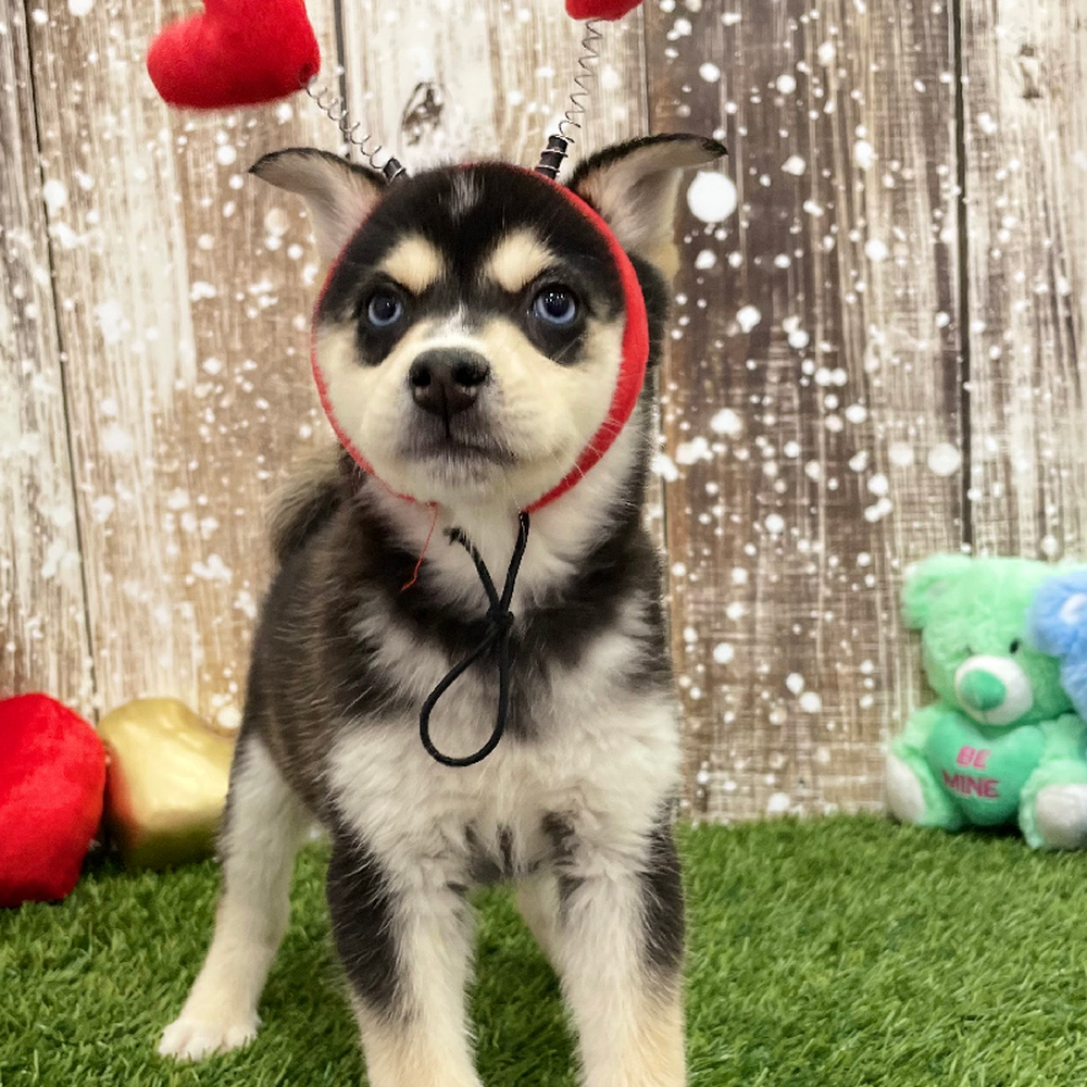 Male Alaskan Klee Kai Puppy for Sale in Braintree, MA