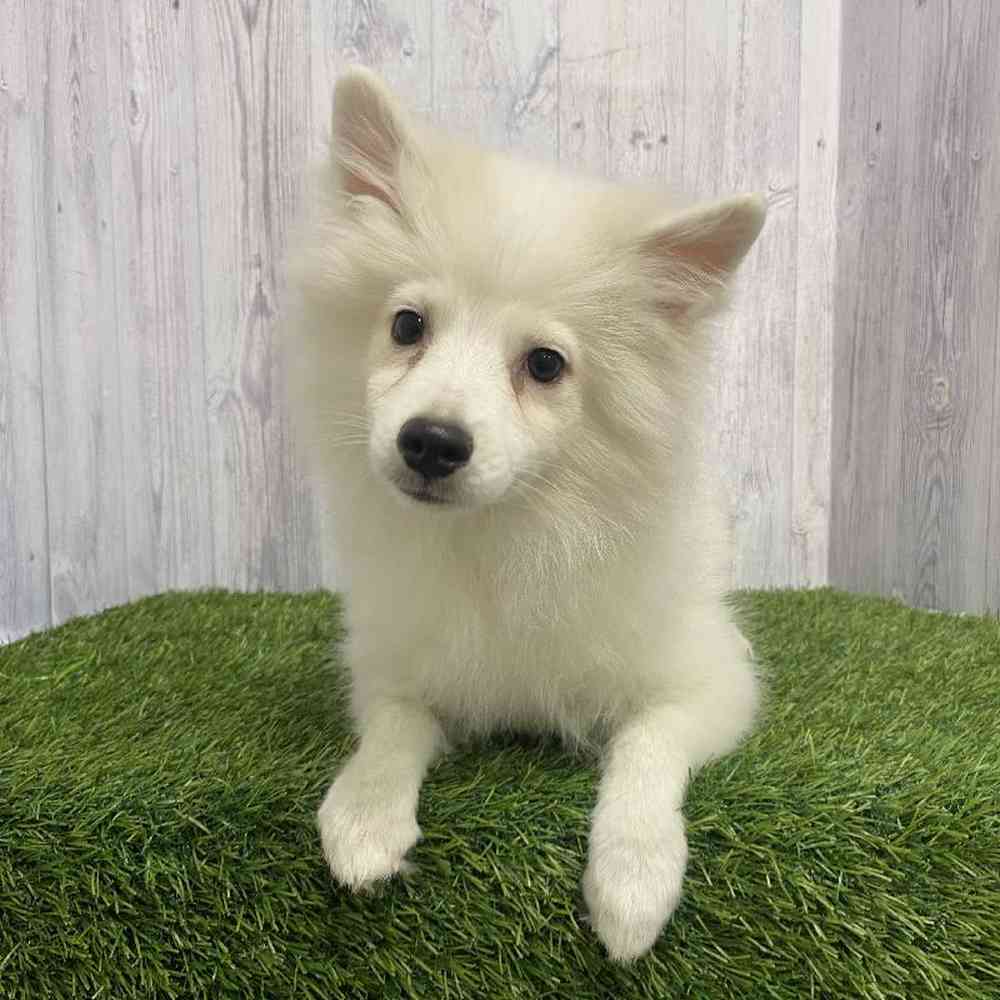 Female American Eskimo Puppy for Sale in Saugus, MA