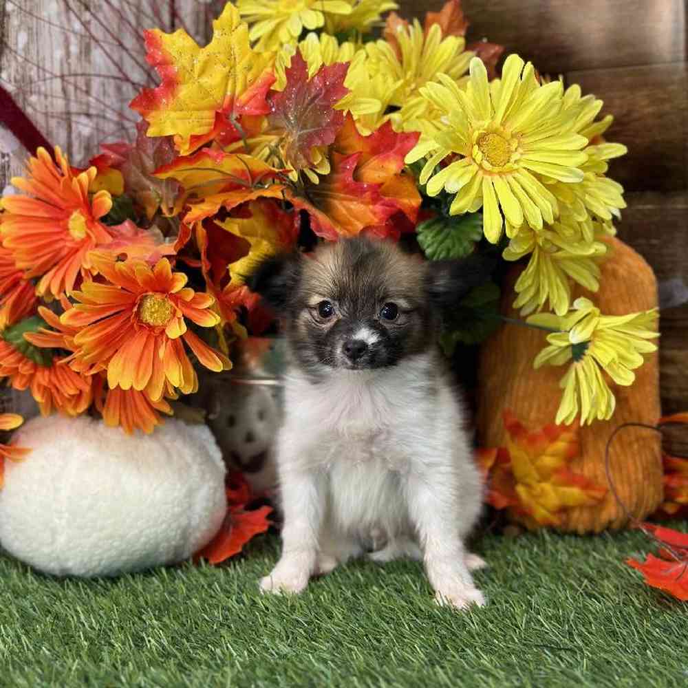 Male Papillon Puppy for Sale in Braintree, MA