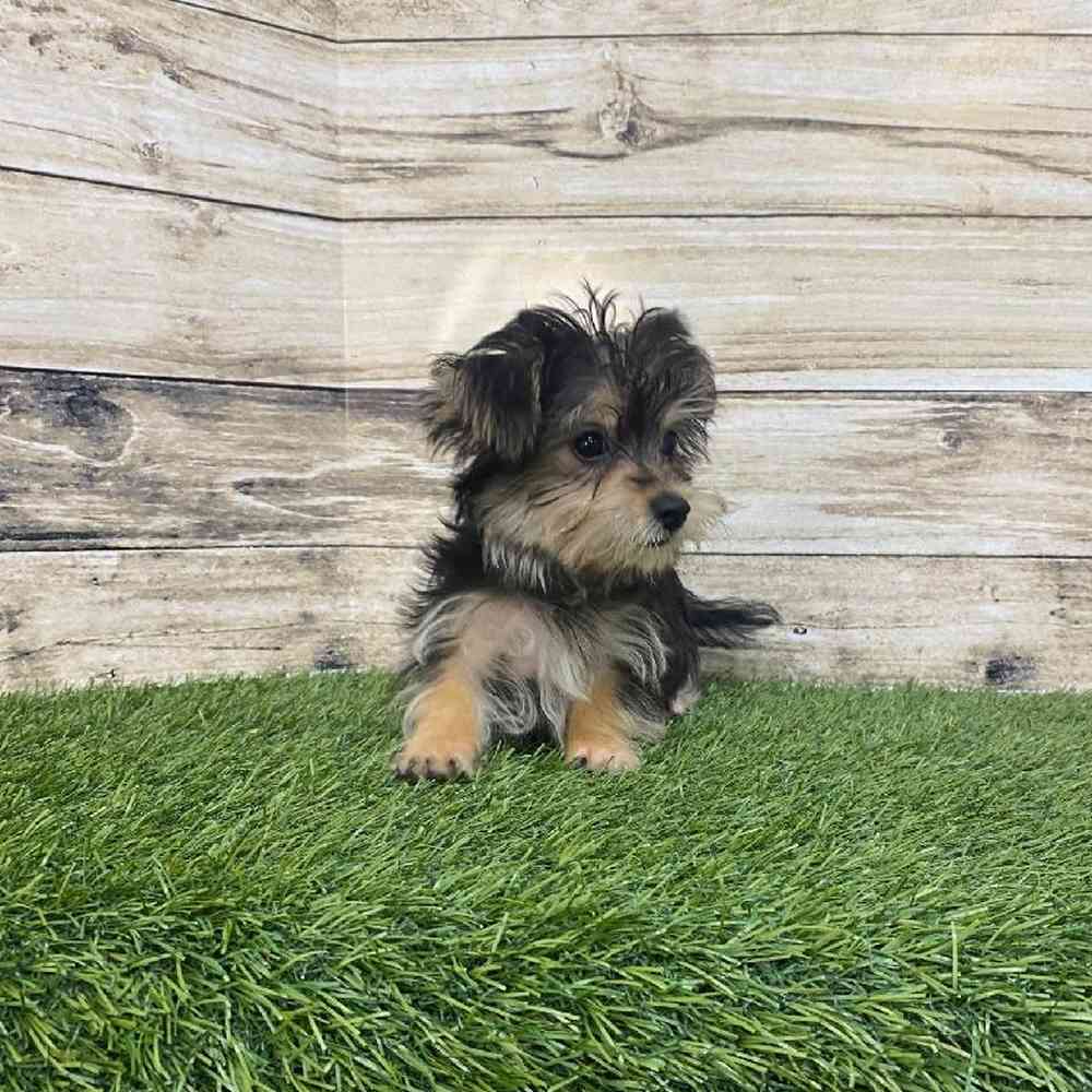 Male Silkese Puppy for Sale in Saugus, MA