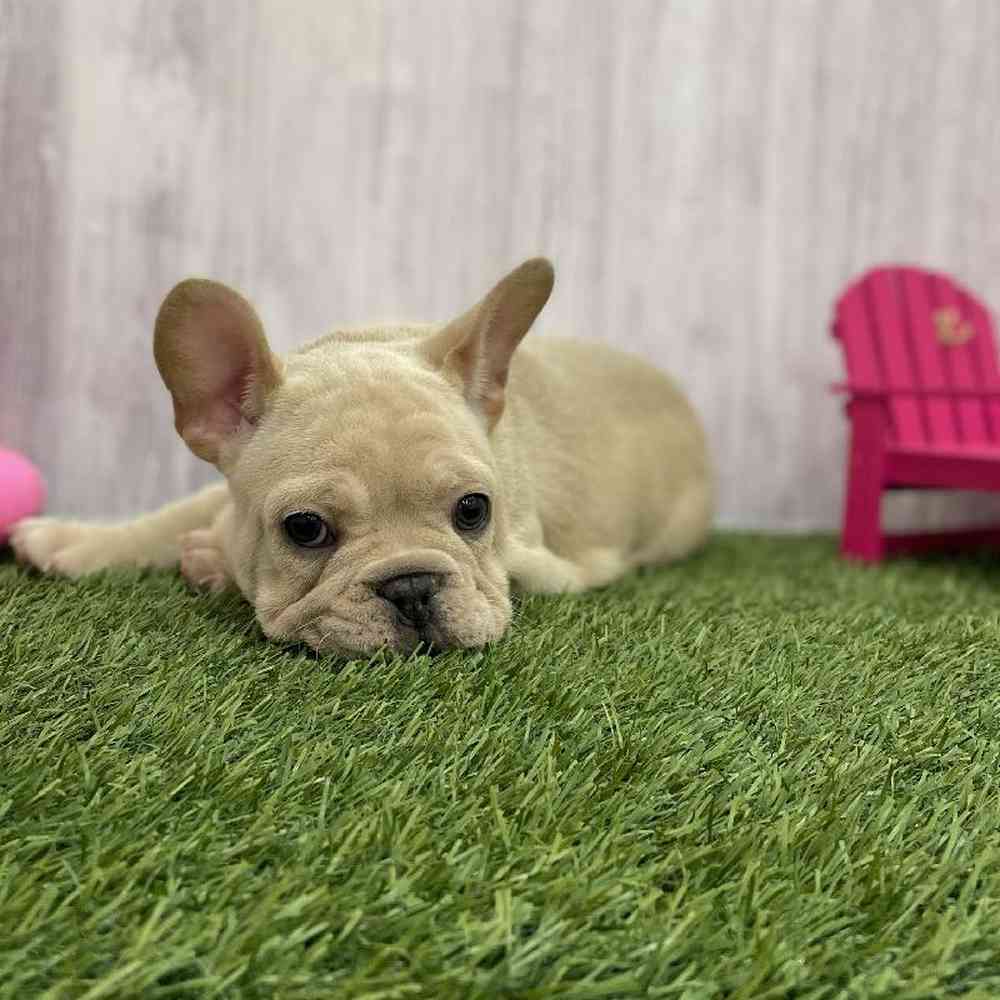 Male French Bulldog Puppy for Sale in Braintree, MA