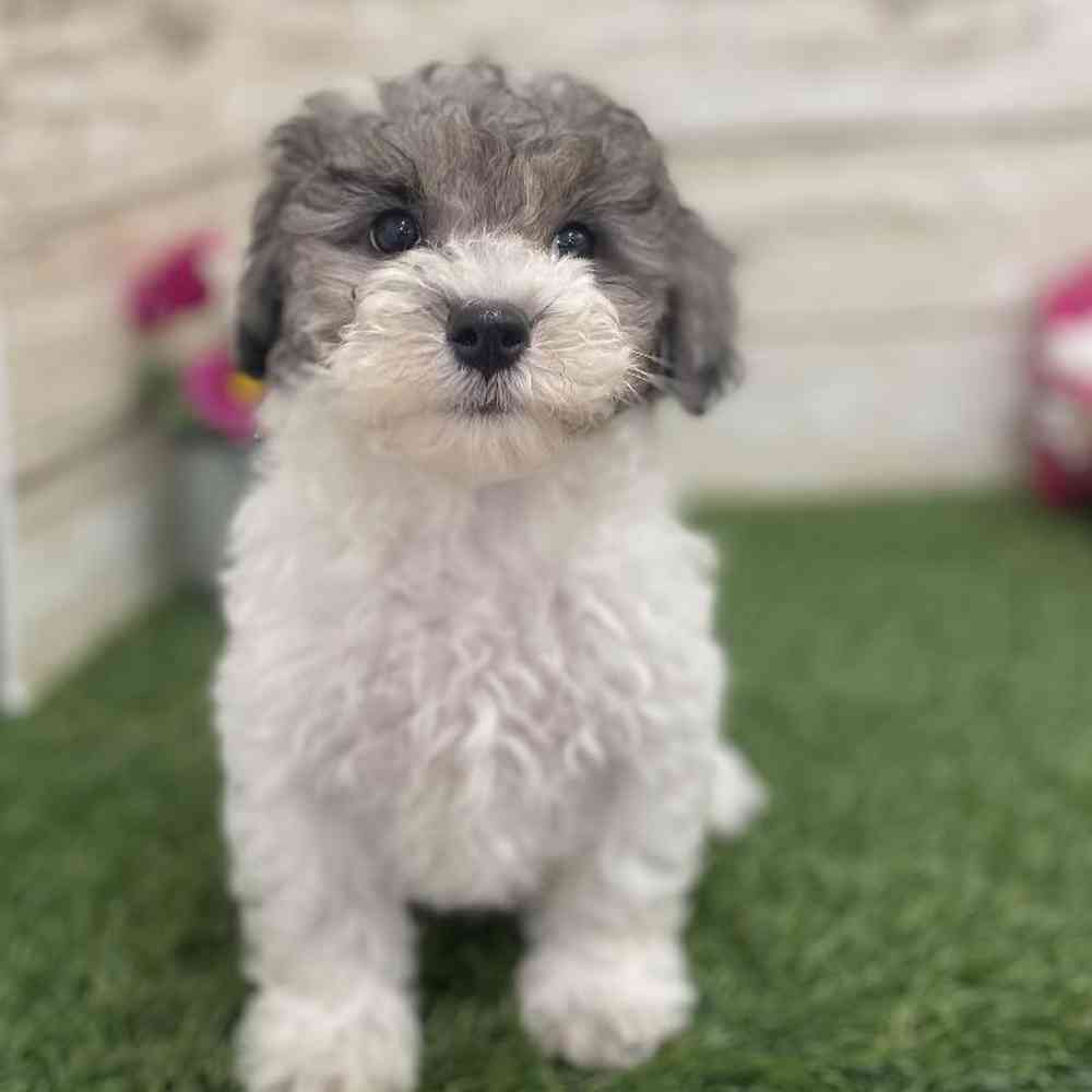 Female Bichon-Poodle Puppy for Sale in Braintree, MA