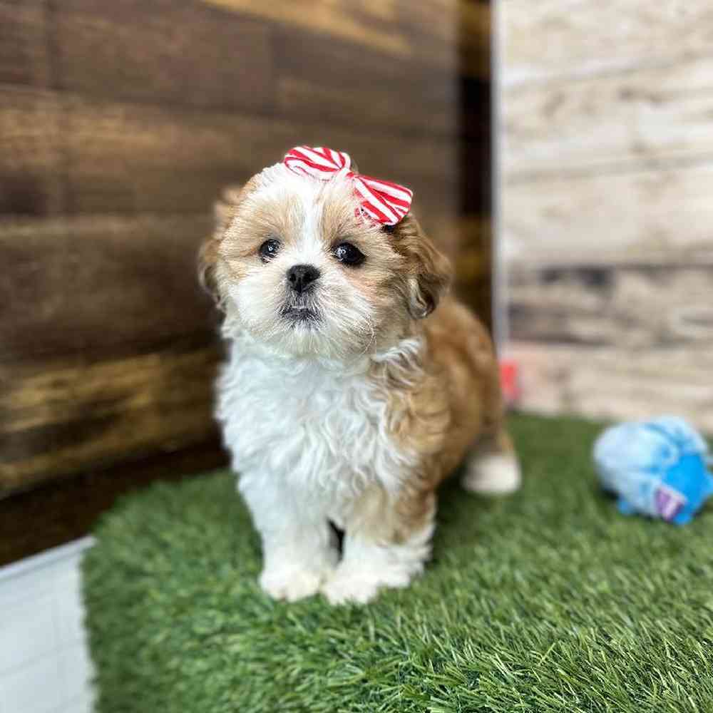 Female Shih Tzu Puppy for Sale in Saugus, MA