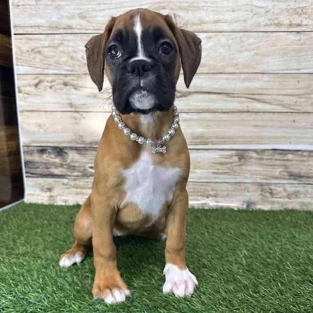 Female Boxer Puppy for Sale in Saugus, MA