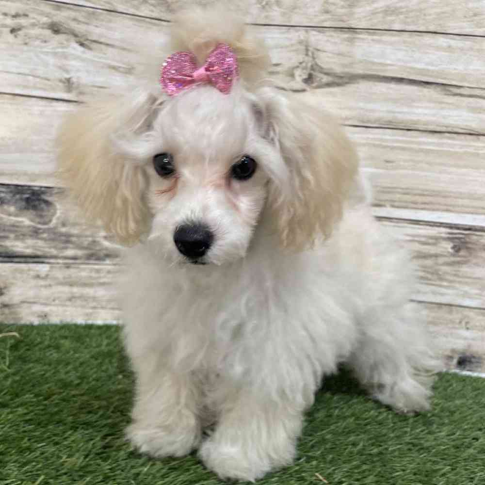Female Poodle Toy Puppy for Sale in Saugus, MA