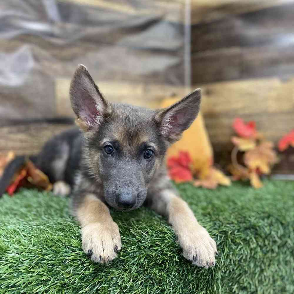 Female German Shepherd Dog Puppy for Sale in Braintree, MA