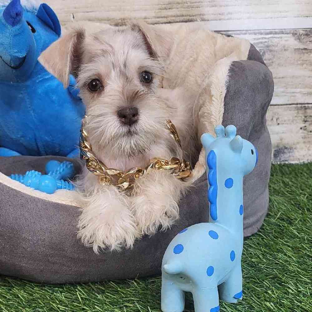 Male Miniature Schnauzer Puppy for Sale in Saugus, MA