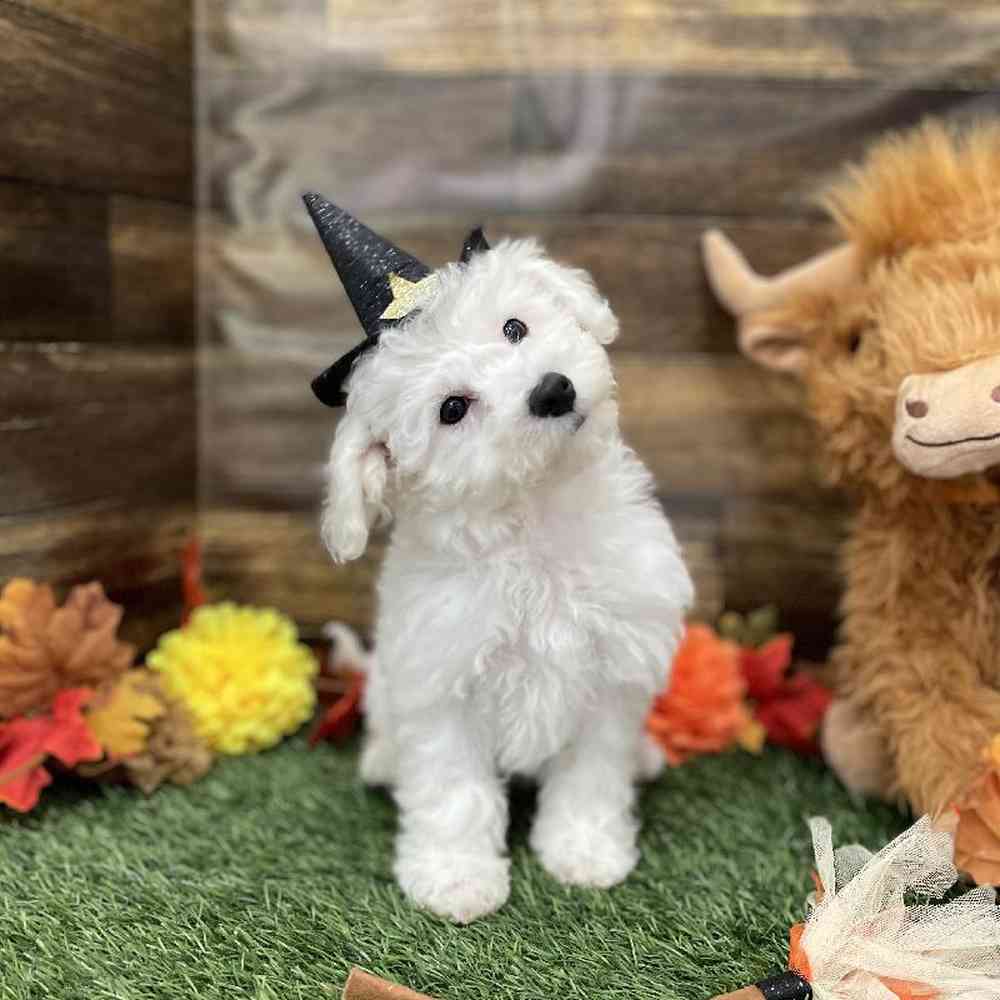 Female Bichon Frise Puppy for Sale in Braintree, MA
