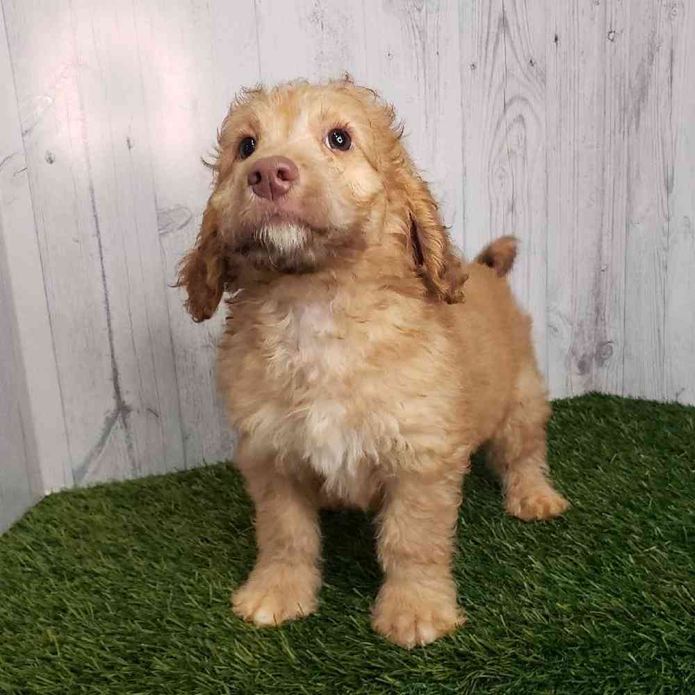 Male Mini Goldendoodle 2nd Gen Puppy for sale