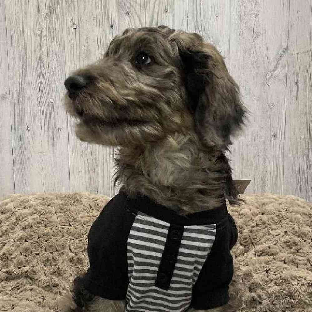 Male Goldendoodle Puppy for sale