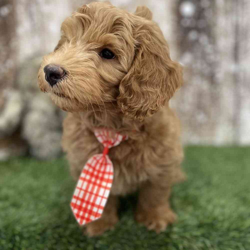 Male Mini Goldendoodle 2nd Gen Puppy for Sale in Braintree, MA
