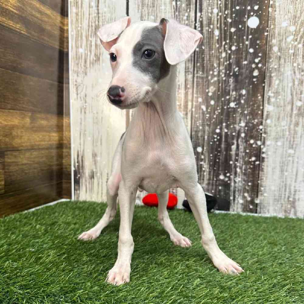 Italian Greyhound For Sale Pet Express Saugus