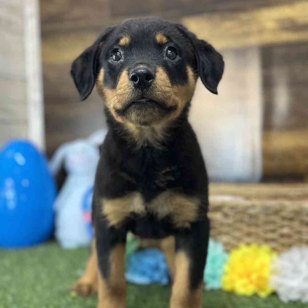 Female Rottweiler Puppy for Sale in Saugus, MA
