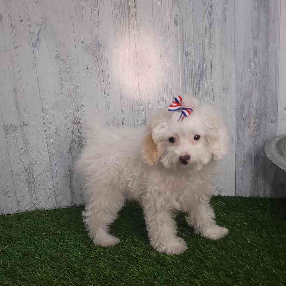 Female Poodle (MINI) Puppy for sale