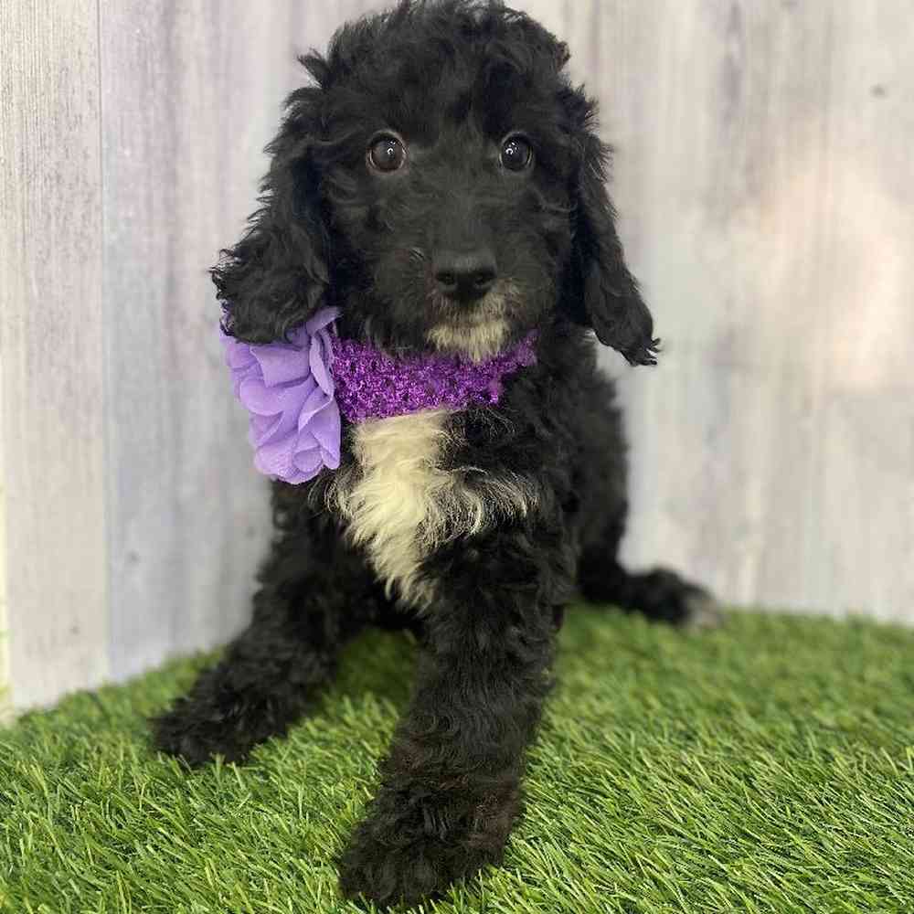 Female Mini Goldendoodle 2nd Gen Puppy for Sale in Saugus, MA