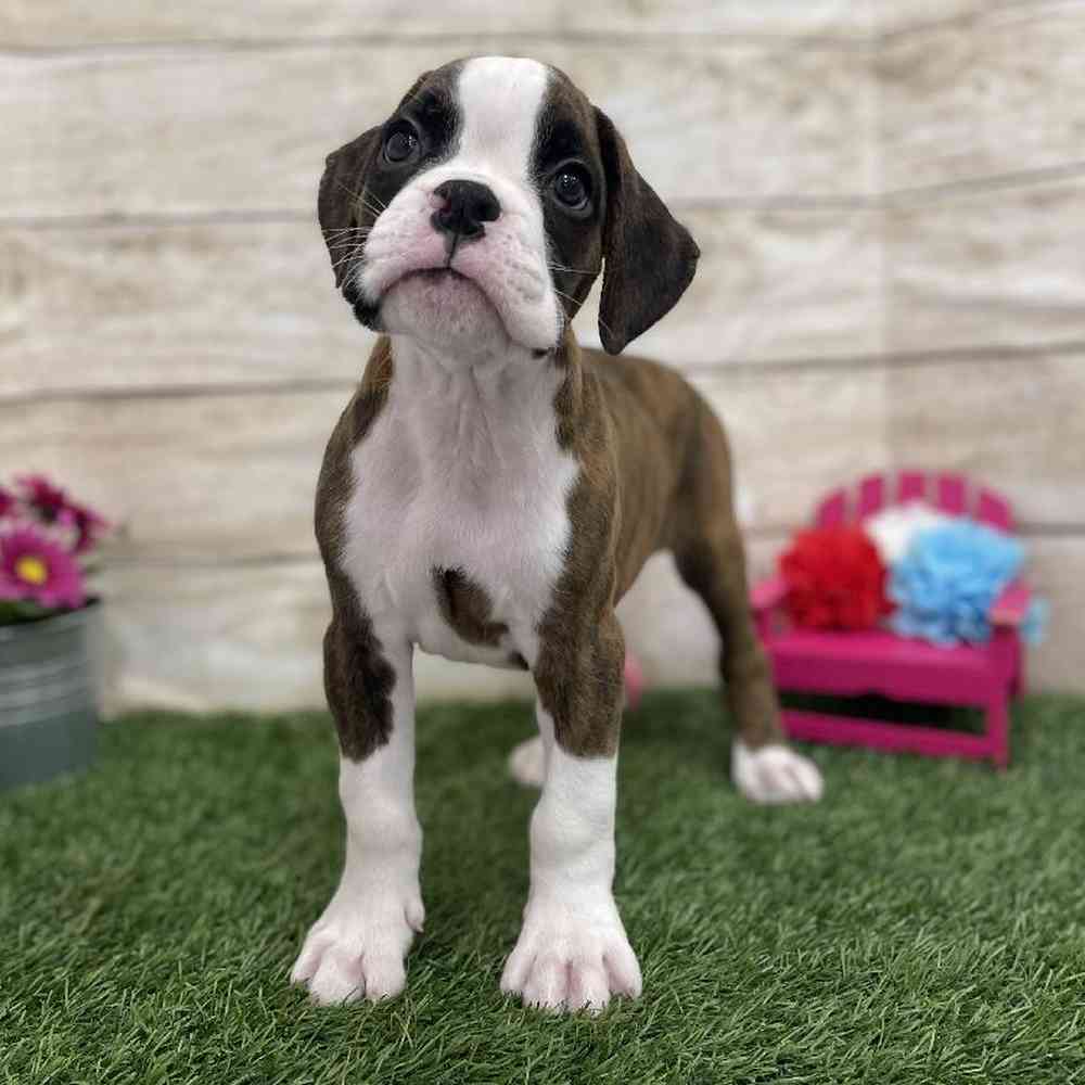 Male Boxer Puppy for Sale in Braintree, MA