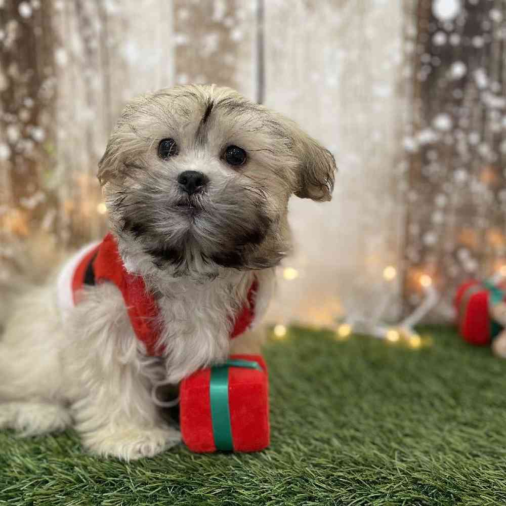Male Malshi Puppy for Sale in Braintree, MA