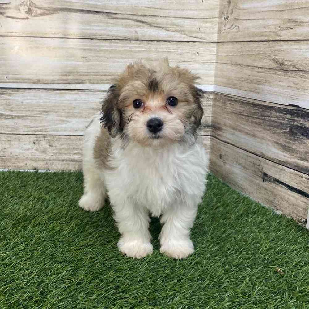 Female Hava-Chon Puppy for Sale in Saugus, MA