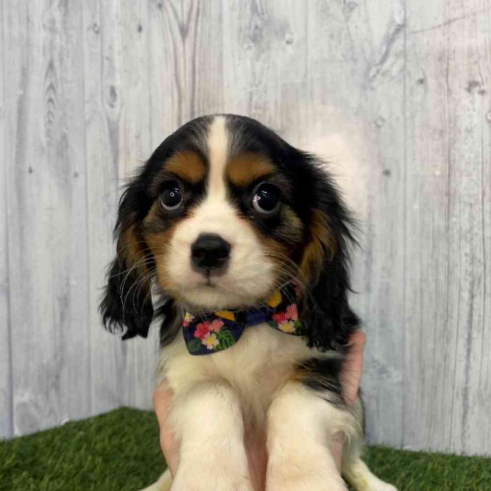 Male Cavalier King Charles Spaniel Puppy for Sale in Saugus, MA