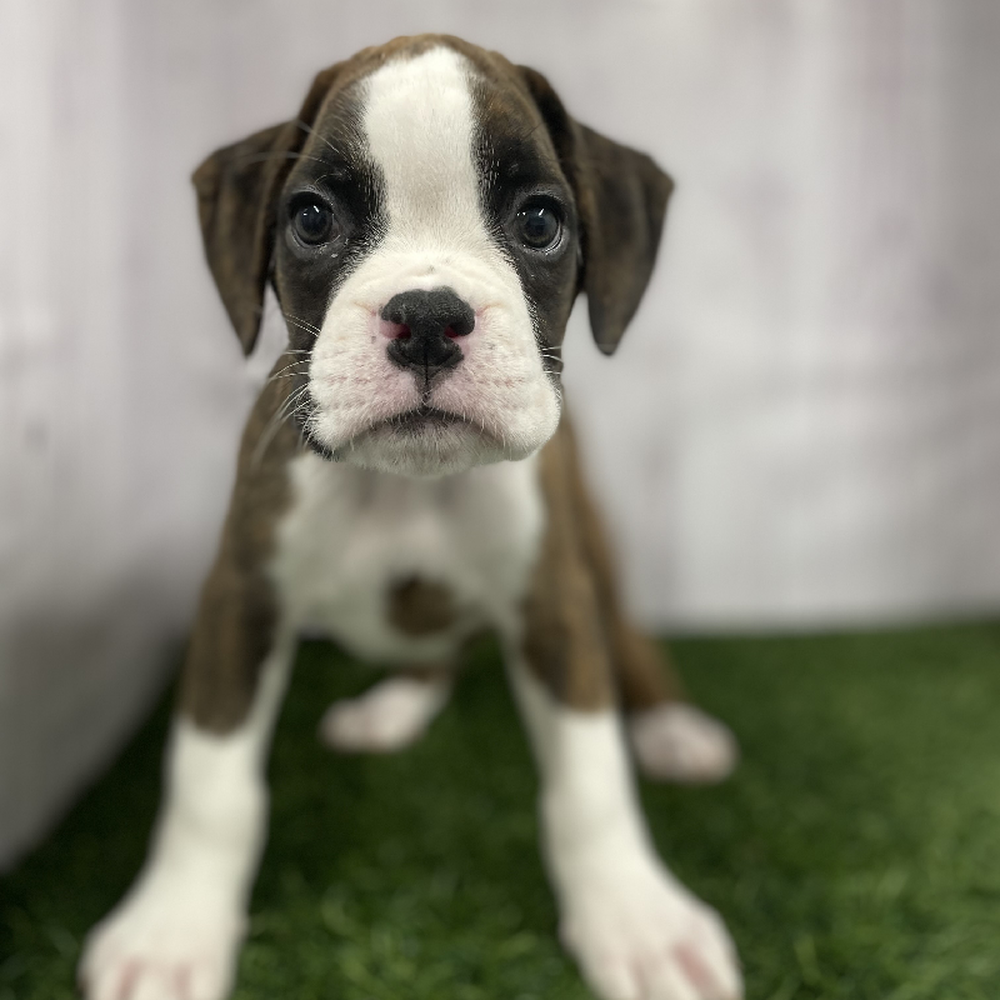 Male Boxer Puppy for Sale in Braintree, MA