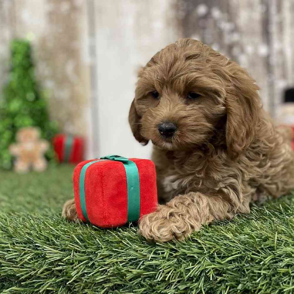 Female Cockapoo Puppy for Sale in Braintree, MA
