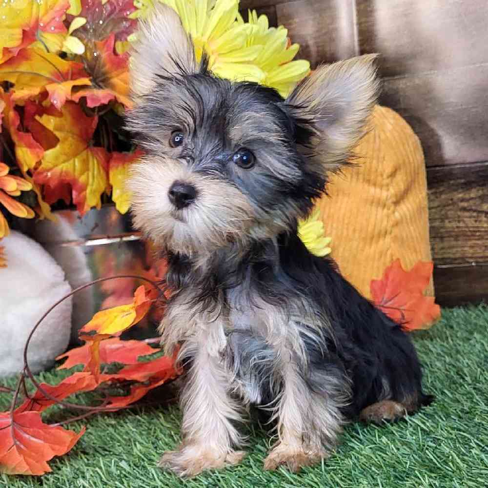 Male Yorkshire Terrier Puppy for Sale in Saugus, MA