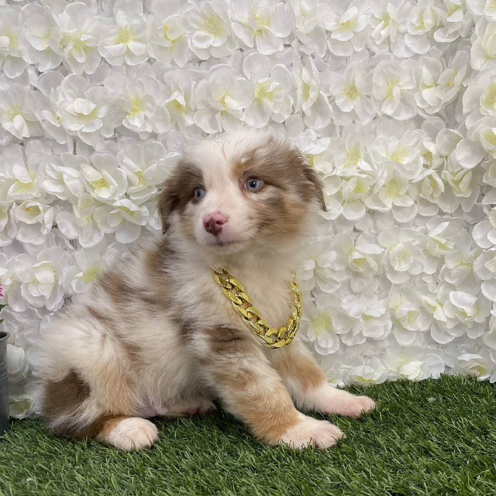 Male Australian Shepherd Puppy for Sale in Braintree, MA