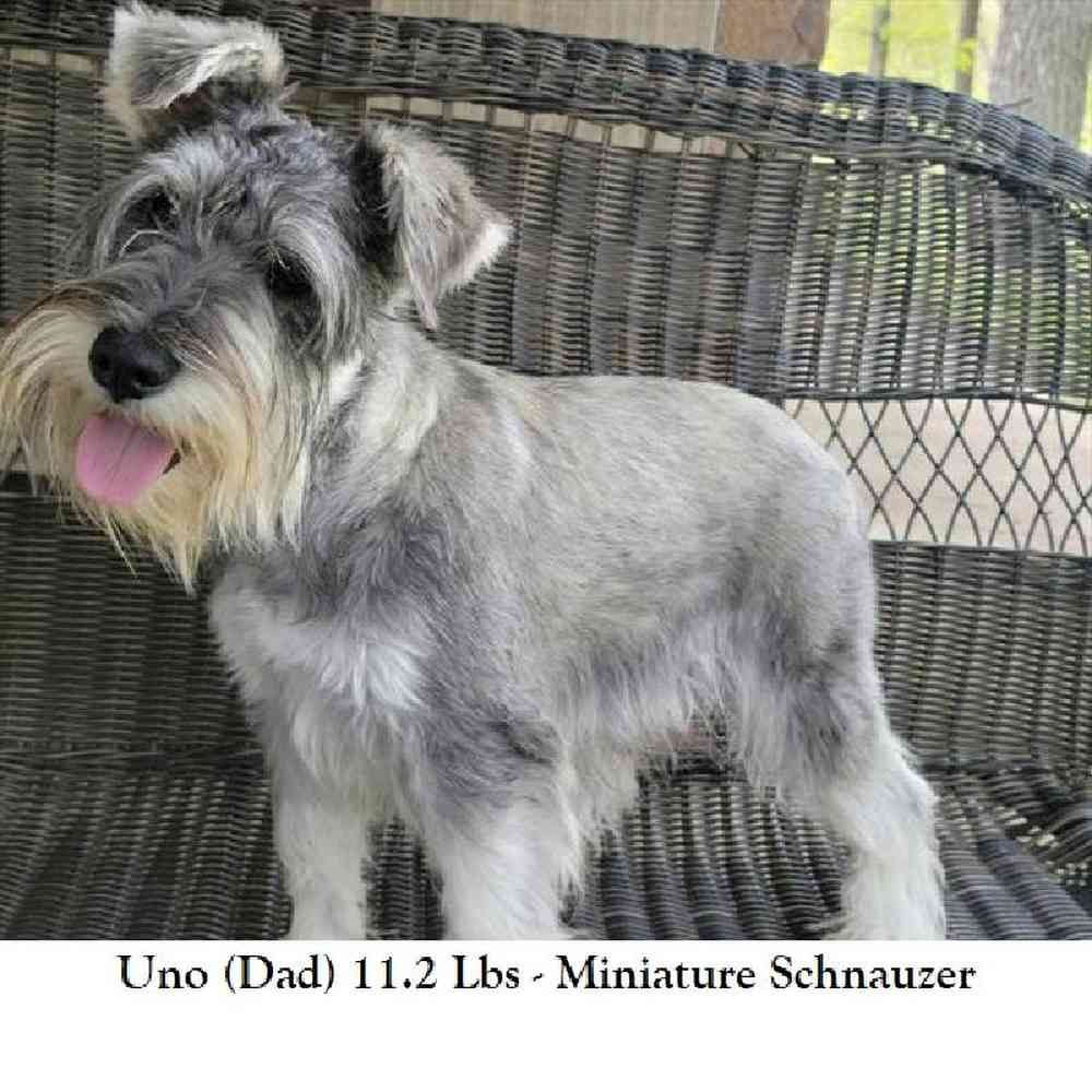 Male Miniature Schnauzer Puppy for Sale in Braintree, MA
