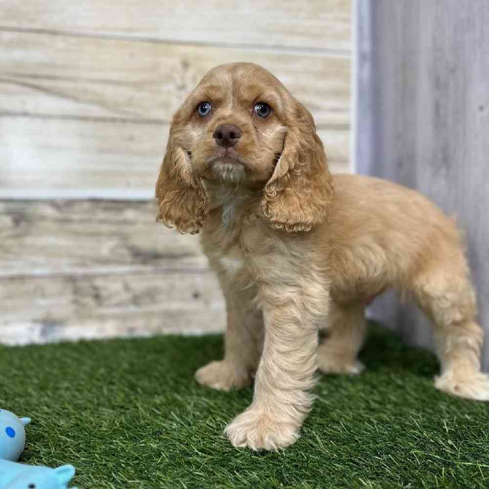 Male Cocker Spaniel Puppy for Sale in Saugus, MA