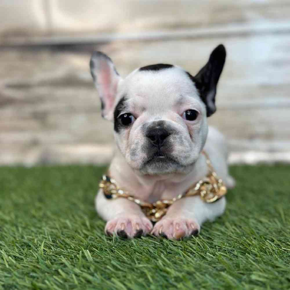 Male French Bulldog Puppy for Sale in Saugus, MA