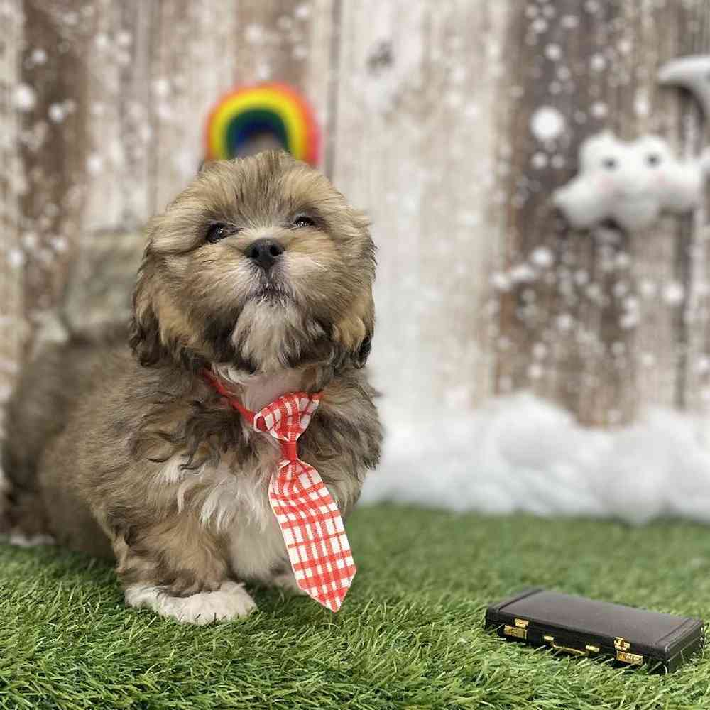 Male Lhasa Apso Puppy for Sale in Braintree, MA