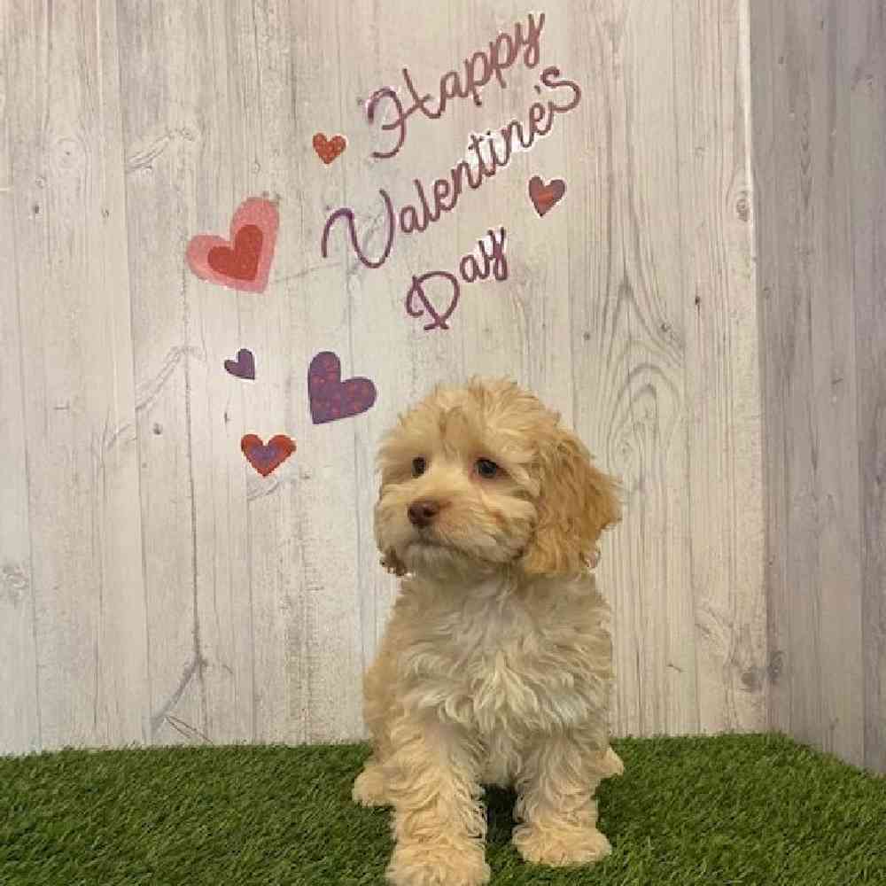 Male Cockapoo Puppy for sale