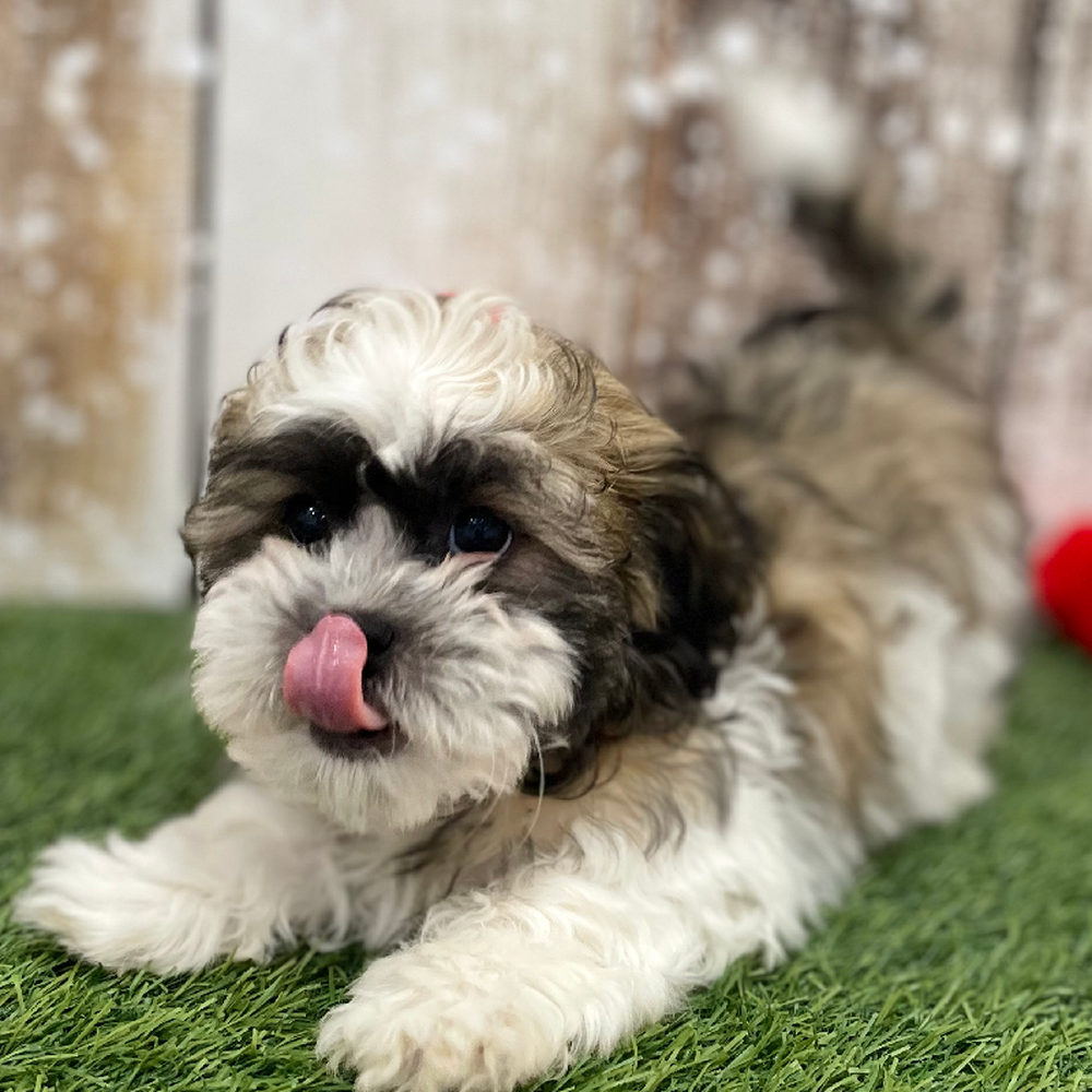 Male Teddy Bear (Zuchon) 2nd Gen Puppy for Sale in Braintree, MA