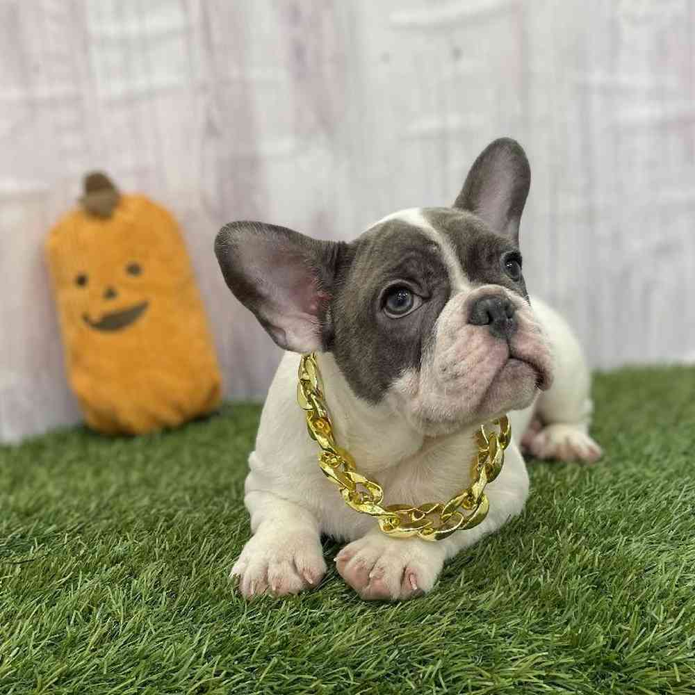 Male French Bulldog Puppy for Sale in Braintree, MA