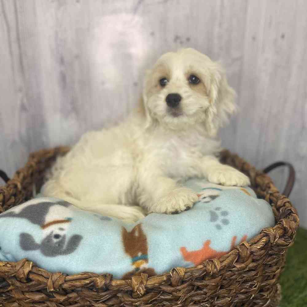 Female Cockapoo Puppy for Sale in Saugus, MA