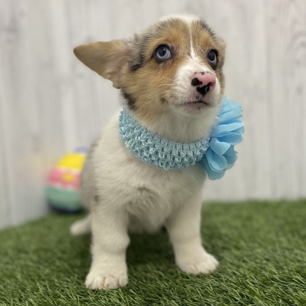 Female Pembroke Welsh Corgi Puppy for Sale in Braintree, MA