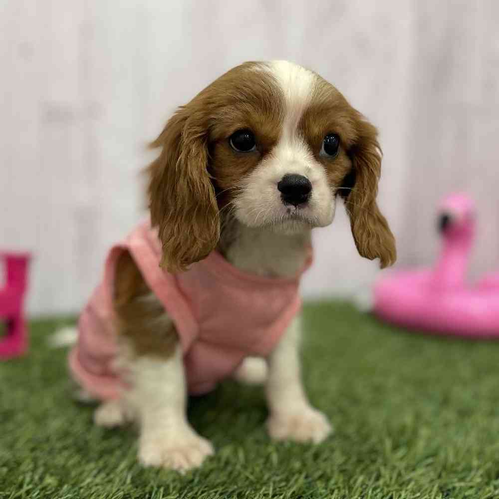 Female Cavalier King Charles Spaniel Puppy for Sale in Braintree, MA
