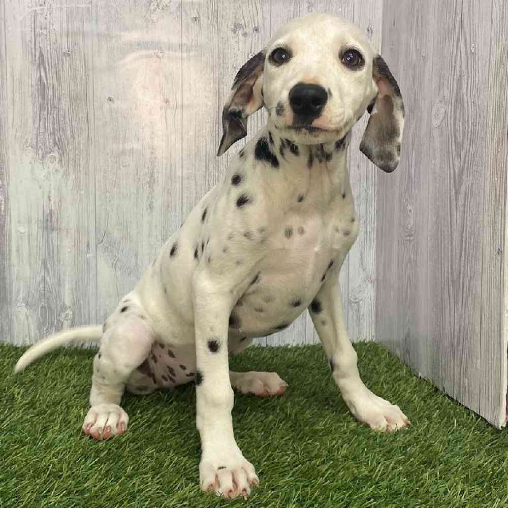 Female Dalmatian Puppy for Sale in Saugus, MA