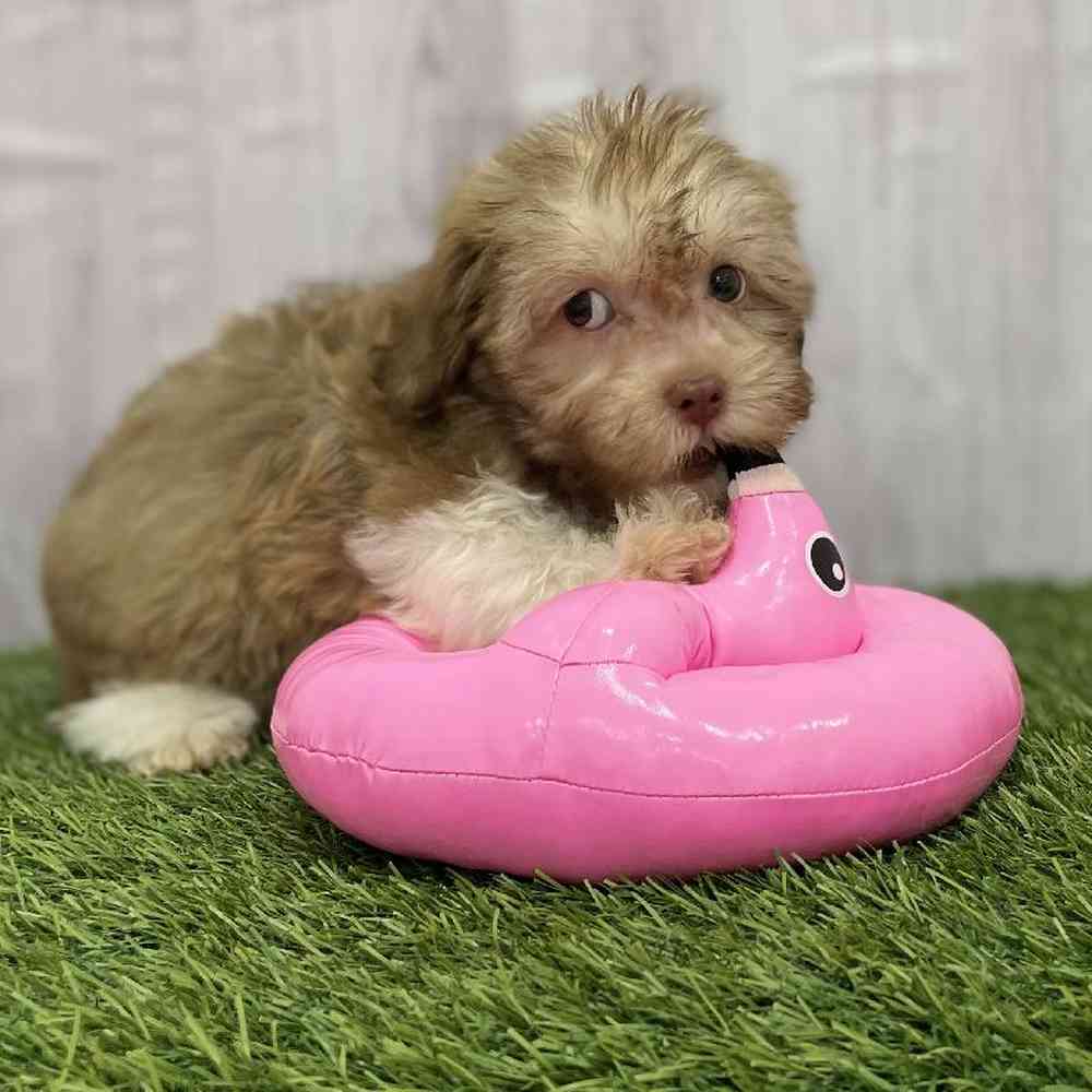 Female Havanese Puppy for Sale in Braintree, MA