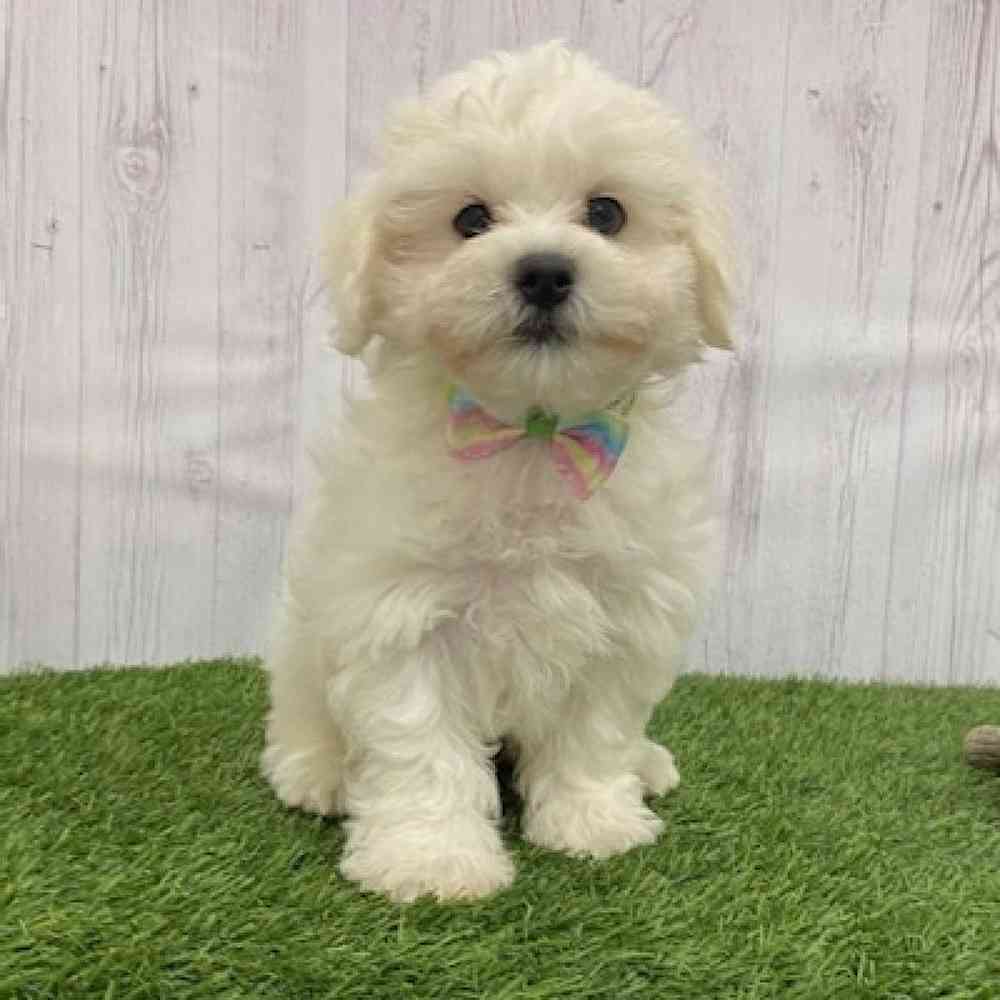 Male Teddy Bear (Zuchon) 2nd Gen Puppy for Sale in Braintree, MA
