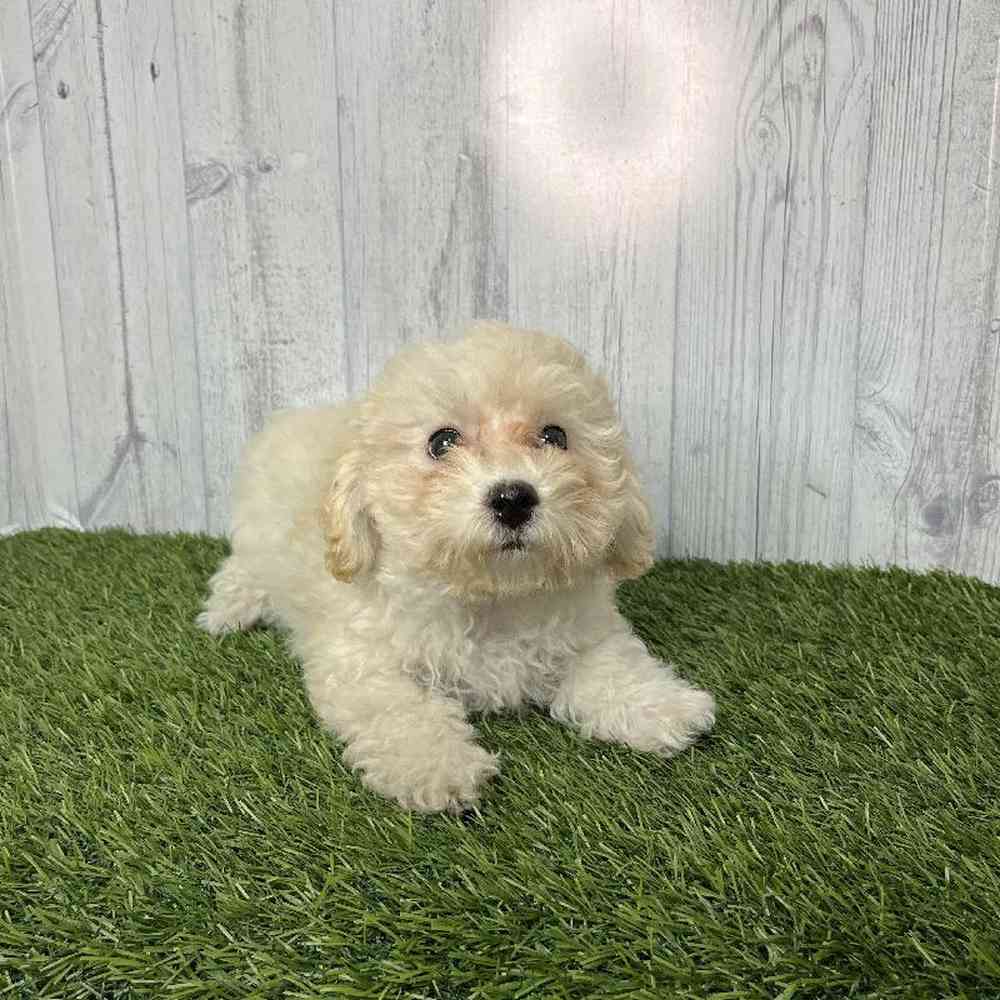 Female Bichon-Poodle Puppy for sale
