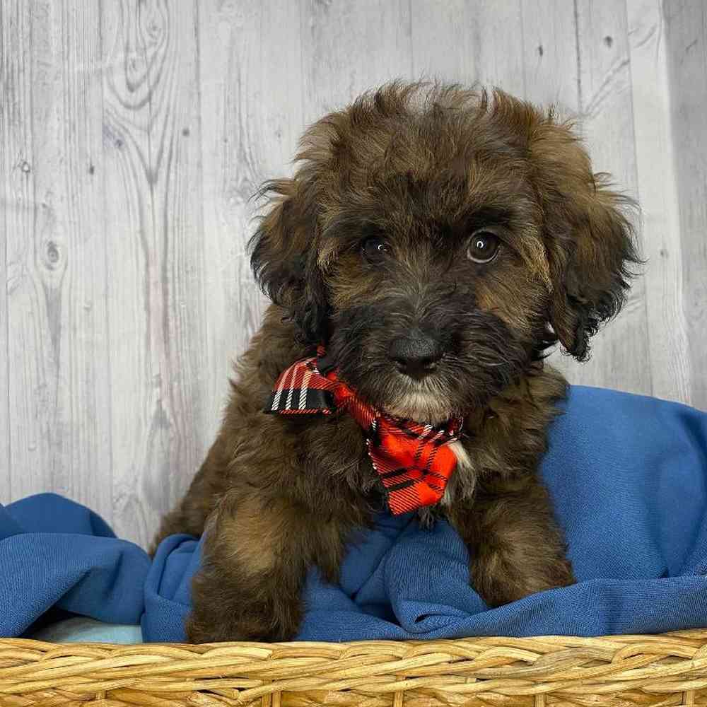 Male Mini Aussiedoodle Puppy for Sale in Saugus, MA