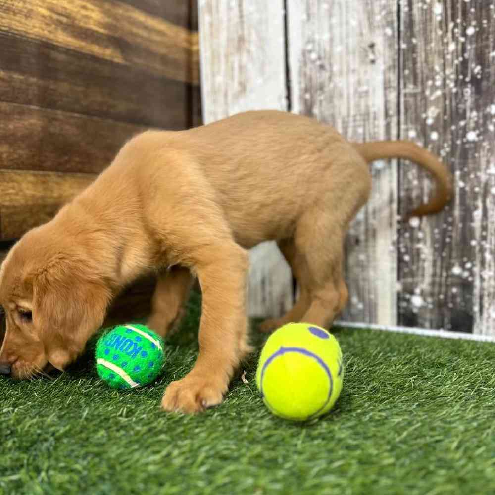 Female Golden Retriever Puppy for Sale in Saugus, MA